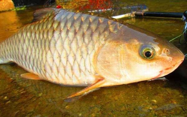 军鱼吃什么食物?