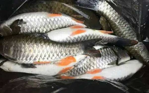 军鱼吃什么食物?