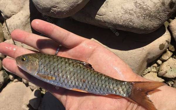 军鱼吃什么食物?