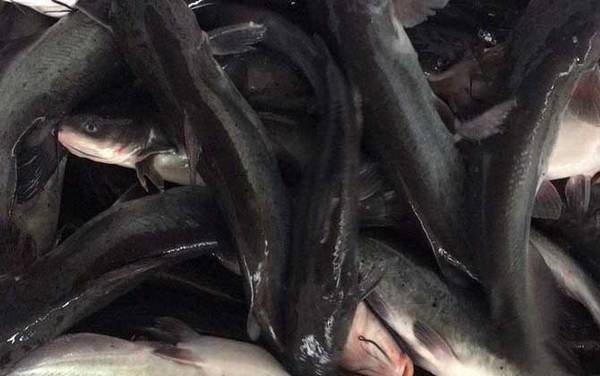 江团鱼是什么鱼?