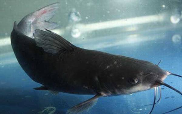 江团是世界上最脏的鱼吗?