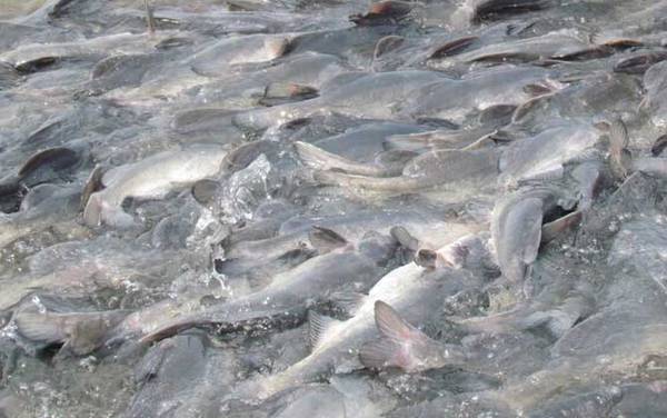 江团是世界上最脏的鱼吗?