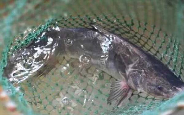 江团是世界上最脏的鱼吗?