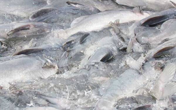 江团是世界上最脏的鱼吗?