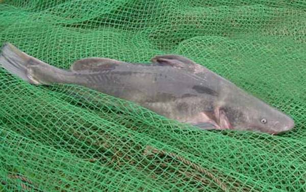 鮰鱼和鲶鱼有什么区别?