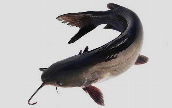 鮰鱼和鲶鱼有什么区别?