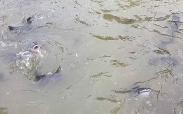 鮰鱼为什么不能吃?