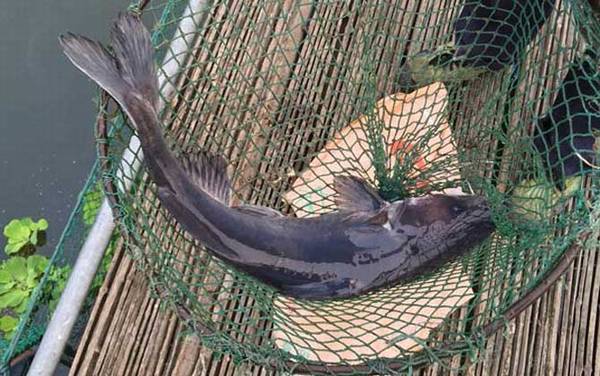 鮰鱼价格多少钱一斤?