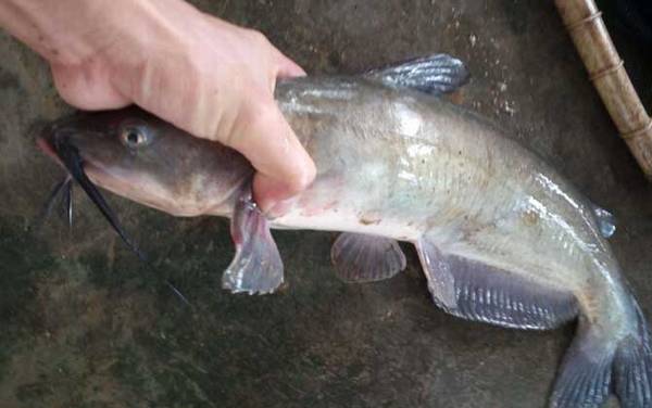 鮰鱼价格多少钱一斤?