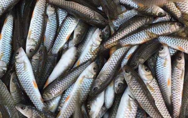 军鱼苗价格多少钱一尾?