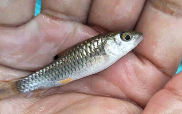 军鱼苗价格多少钱一尾?