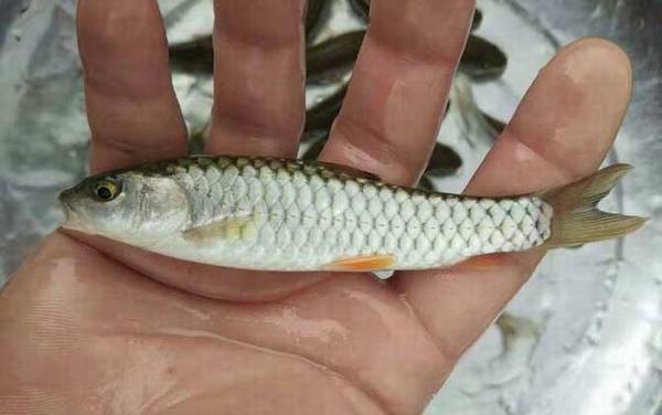 军鱼苗价格多少钱一尾?