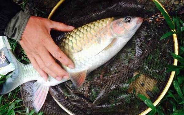 军鱼是不是保护动物?