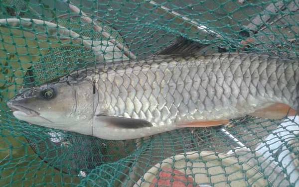 军鱼养殖条件及技术讲解