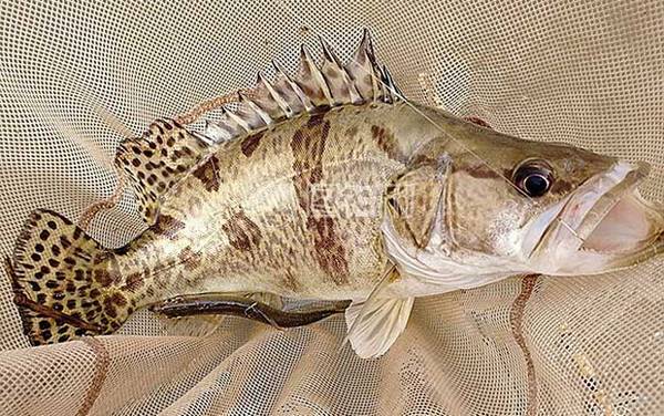 鳜鱼种类及图片大全