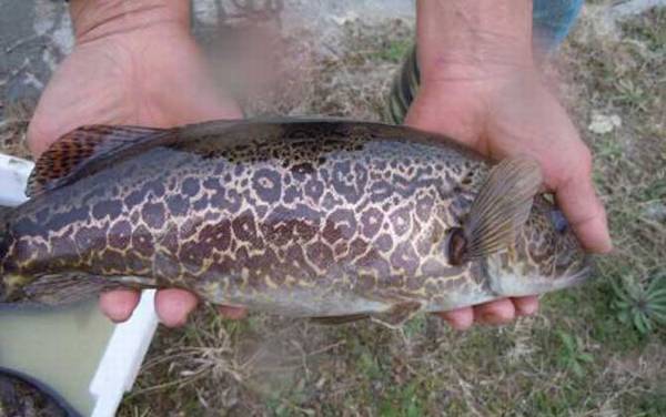 鳜鱼读jue还是读gui?