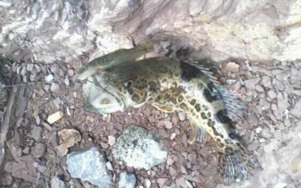 鳜鱼读jue还是读gui?