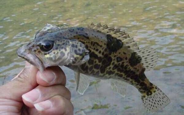 鳜鱼养殖技术及病害防治