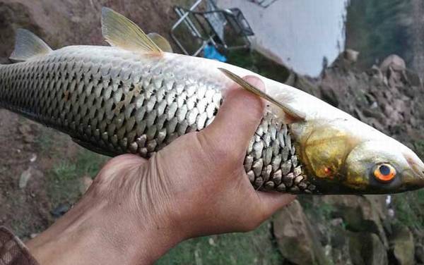 赤眼鳟是什么鱼?