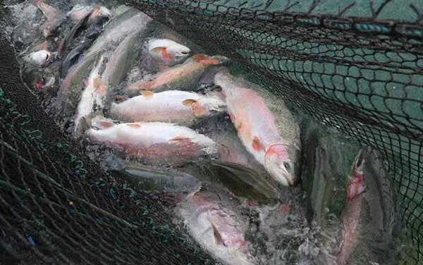 虹鳟鱼是什么鱼?