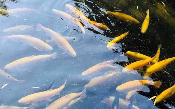 金鳟鱼是什么鱼?