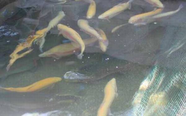 金鳟鱼是什么鱼?