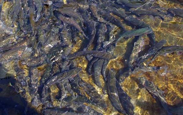 虹鳟鱼价格多少钱一斤?