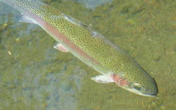 虹鳟鱼和三文鱼有什么区别?