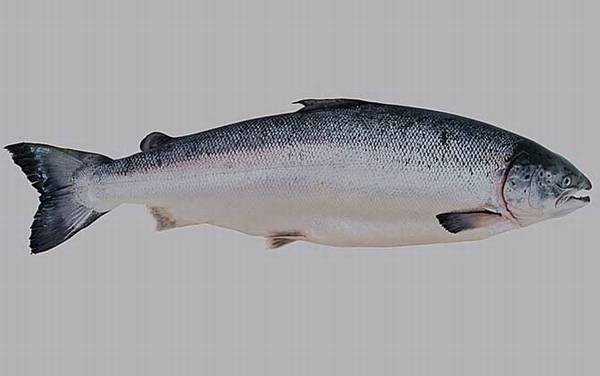 虹鳟鱼和三文鱼有什么区别?