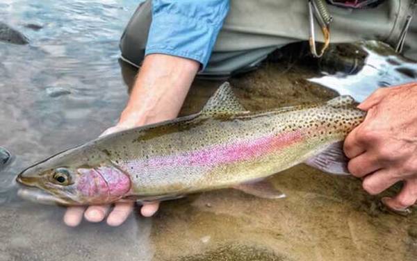 虹鳟鱼和三文鱼有什么区别?