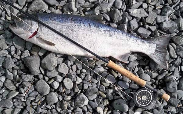 虹鳟鱼和三文鱼有什么区别?