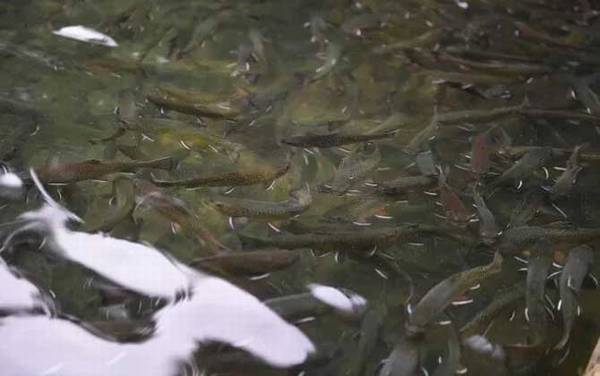 虹鳟鱼和三文鱼有什么区别?