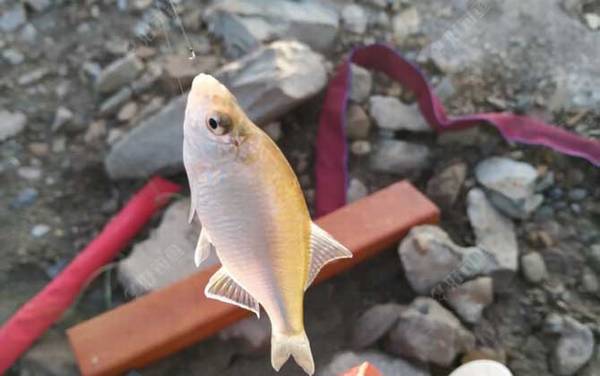 鳑鲏鱼是什么鱼?