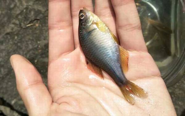 鳑鲏鱼吃什么食物?