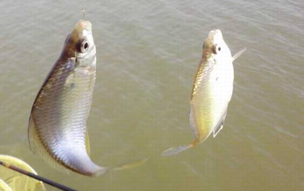 鳑鲏鱼吃什么食物?