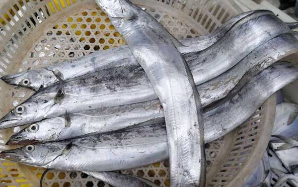 带鱼是深海鱼吗?