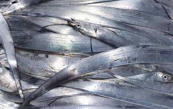 带鱼是深海鱼吗?