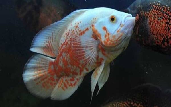 地图鱼能长多大?