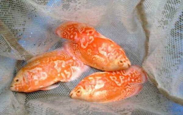 地图鱼能长多大?