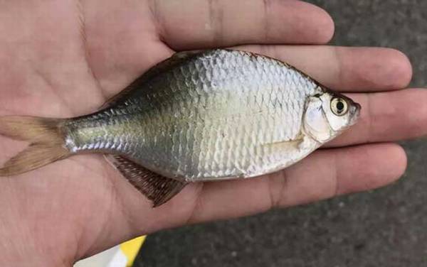 鳑鲏鱼怎么养不容易死?