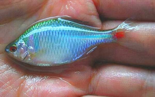 鳑鲏鱼容易死的原因及解决方法