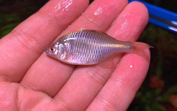 为什么鳑鲏鱼换水就死?