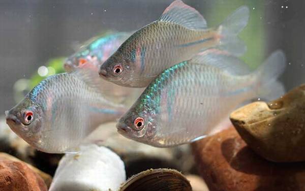 为什么鳑鲏鱼换水就死?