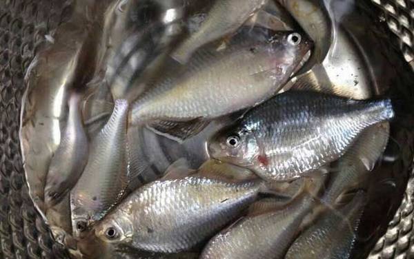 为什么鳑鲏鱼换水就死?