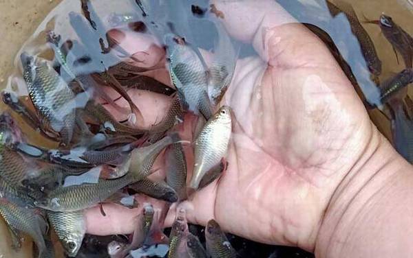 为什么没人在草缸养鳑鲏鱼?