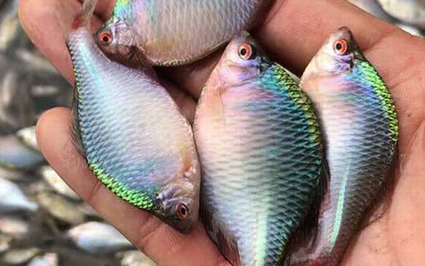 为什么没人在草缸养鳑鲏鱼?