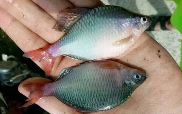 为什么没人在草缸养鳑鲏鱼?