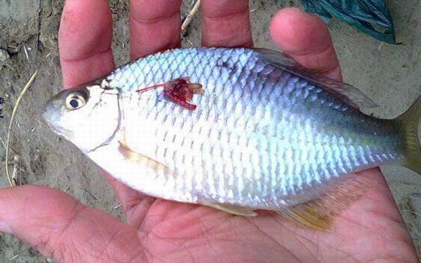 最大的鳑鲏鱼能长多大?