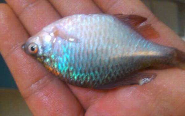 最大的鳑鲏鱼能长多大?