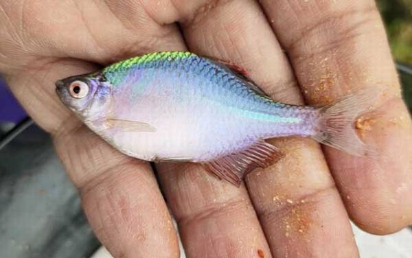 最大的鳑鲏鱼能长多大?